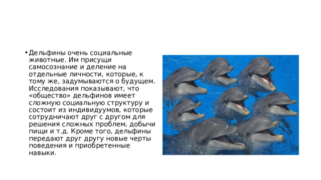 Дельфины очень социальные животные. Им присущи самосознание и деление на отдельные личности, которые, к тому же, задумываются о будущем. Исследования показывают, что «общество» дельфинов имеет сложную социальную структуру и состоит из индивидуумов, которые сотрудничают друг с другом для решения сложных проблем, добычи пищи и т.д. Кроме того, дельфины передают друг другу новые черты поведения и приобретенные навыки. 