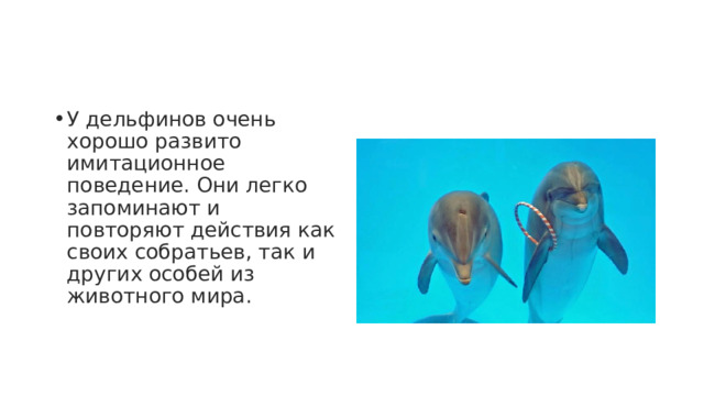 У дельфинов очень хорошо развито имитационное поведение. Они легко запоминают и повторяют действия как своих собратьев, так и других особей из животного мира. 