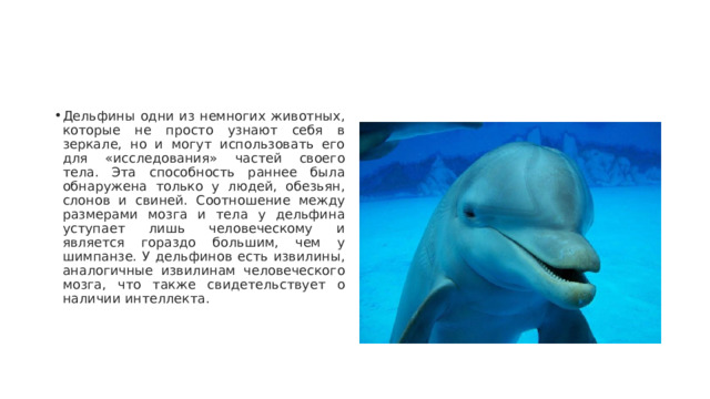 Дельфины одни из немногих животных, которые не просто узнают себя в зеркале, но и могут использовать его для «исследования» частей своего тела. Эта способность раннее была обнаружена только у людей, обезьян, слонов и свиней. Соотношение между размерами мозга и тела у дельфина уступает лишь человеческому и является гораздо большим, чем у шимпанзе. У дельфинов есть извилины, аналогичные извилинам человеческого мозга, что также свидетельствует о наличии интеллекта. 