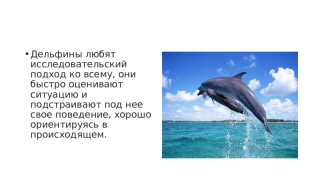 Дельфины любят исследовательский подход ко всему, они быстро оценивают ситуацию и подстраивают под нее свое поведение, хорошо ориентируясь в происходящем. 