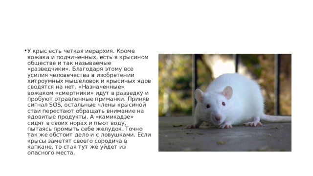 У крыс есть четкая иерархия. Кроме вожака и подчиненных, есть в крысином обществе и так называемые «разведчики». Благодаря этому все усилия человечества в изобретении хитроумных мышеловок и крысиных ядов сводятся на нет. «Назначенные» вожаком «смертники» идут в разведку и пробуют отравленные приманки. Приняв сигнал SOS, остальные члены крысиной стаи перестают обращать внимание на ядовитые продукты. А «камикадзе» сидят в своих норах и пьют воду, пытаясь промыть себе желудок. Точно так же обстоит дело и с ловушками. Если крысы заметят своего сородича в капкане, то стая тут же уйдет из опасного места. 