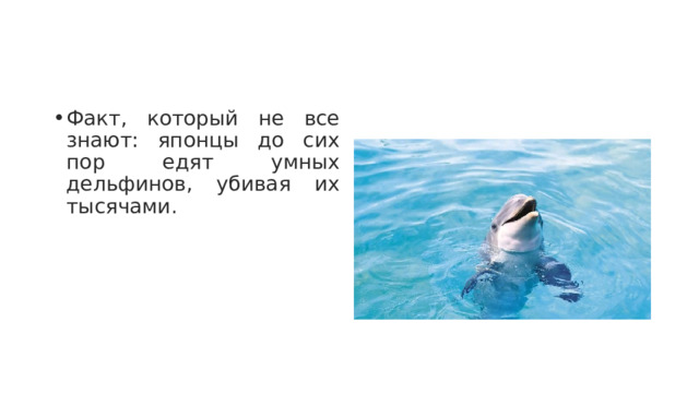 Факт, который не все знают: японцы до сих пор едят умных дельфинов, убивая их тысячами. 