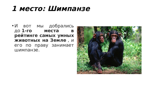 1 место: Шимпанзе   И вот мы добрались до  1-го места в рейтинге самых умных животных на Земле  , и его по праву занимает шимпанзе. 