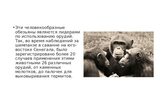 Эти человекообразные обезьяны являются лидерами по использованию орудий. Так, во время наблюдений за шимпанзе в саванне на юго-востоке Сенегала, было зарегистрировано более 20 случаев применения этими животными 26 различных орудий, от каменных молотков, до палочек для выковыривания термитов. 