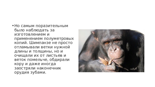 Но самым поразительным было наблюдать за изготовлением и применением полуметровых копий. Шимпанзе не просто отламывали ветки нужной длины и толщины, но и очищали их от листьев и веток помельче, обдирали кору и даже иногда заостряли наконечник орудия зубами. 