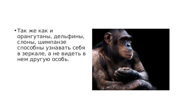 Так же как и орангутаны, дельфины, слоны, шимпанзе способны узнавать себя в зеркале, а не видеть в нем другую особь. 