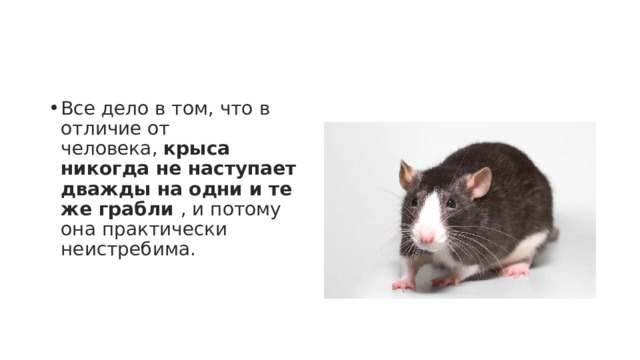 Все дело в том, что в отличие от человека,  крыса никогда не наступает дважды на одни и те же грабли  , и потому она практически неистребима. 