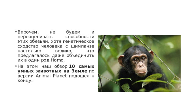 Впрочем, не будем и переоценивать способности этих обезьян, хотя генетическое сходство человека с шимпанзе настолько велико, что предлагалось даже объединить их в один род Homo. На этом наш обзор  10 самых умных животных на Земле  по версии Animal Planet подошел к концу. 