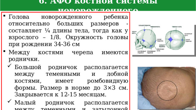6. АФО костной системы новорожденного Голова новорожденного ребенка относительно больших размеров - составляет ¼ длины тела, тогда как у взрослого – 1/8. Окружность головы при рождении 34-36 см Между костями черепа имеются роднички. Большой родничок располагается между теменными и лобной костями, имеет ромбовидную формы. Размер в норме до 3×3 см. Закрывается к 12-15 месяцам. Малый родничок располагается между теменными и затылочной костями, имеет треугольную форму. После рождения открыт только у 25% детей, закрывается к 3 месяцам. 