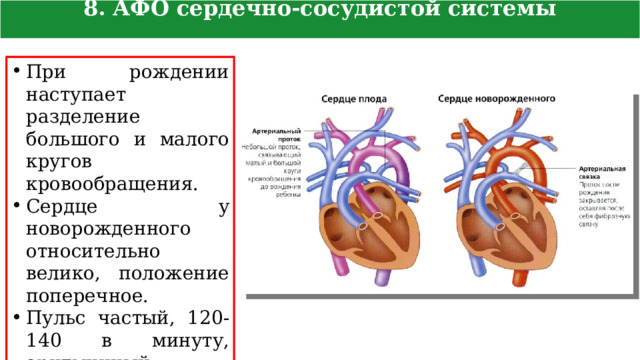 8. АФО сердечно-сосудистой системы новорожденного При рождении наступает разделение большого и малого кругов кровообращения. Сердце у новорожденного относительно велико, положение поперечное. Пульс частый, 120-140 в минуту, аритмичный. Артериальное давление 75/45 мм рт. ст. 