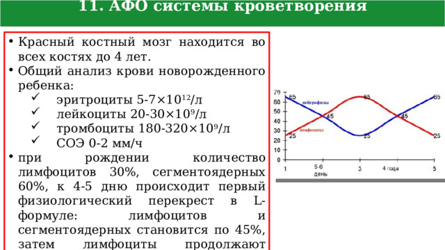 11. АФО системы кроветворения новорожденного Красный костный мозг находится во всех костях до 4 лет. Общий анализ крови новорожденного ребенка: эритроциты 5-7×10 12 /л лейкоциты 20-30×10 9 /л тромбоциты 180-320×10 9 /л СОЭ 0-2 мм/ч при рождении количество лимфоцитов 30%, сегментоядерных 60%, к 4-5 дню происходит первый физиологический перекрест в L-формуле: лимфоцитов и сегментоядерных становится по 45%, затем лимфоциты продолжают увеличиваться, а сегментоядерные уменьшаться. 