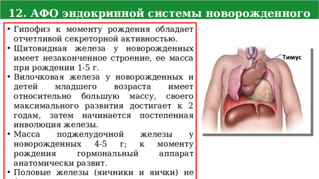 12. АФО эндокринной системы новорожденного Гипофиз к моменту рождения обладает отчетливой секреторной активностью. Щитовидная железа у новорожденных имеет незаконченное строение, ее масса при рождении 1-5 г. Вилочковая железа у новорожденных и детей младшего возраста имеет относительно большую массу, своего максимального развития достигает к 2 годам, затем начинается постепенная инволюция железы. Масса поджелудочной железы у новорожденных 4-5 г; к моменту рождения гормональный аппарат анатомически развит. Половые железы (яичники и яички) не функционируют. 