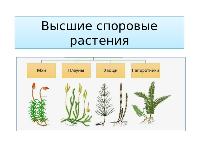 Высшие споровые растения 