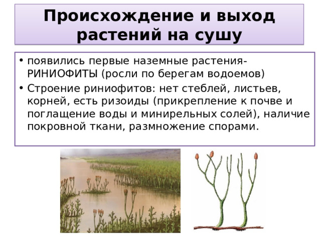 Происхождение и выход растений на сушу появились первые наземные растения- РИНИОФИТЫ (росли по берегам водоемов) Строение риниофитов: нет стеблей, листьев, корней, есть ризоиды (прикрепление к почве и поглащение воды и минирельных солей), наличие покровной ткани, размножение спорами. 