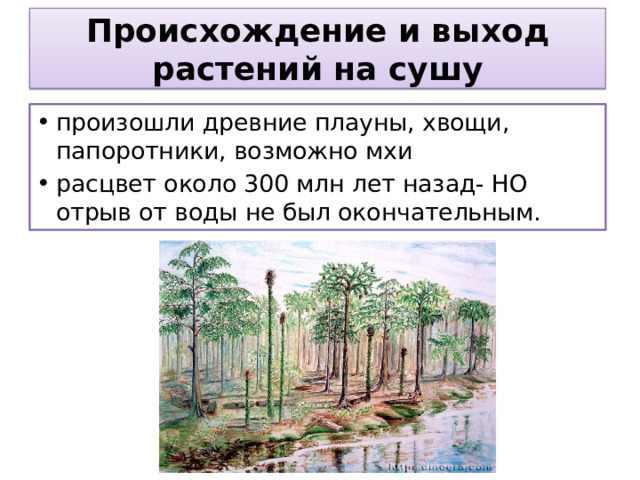Происхождение и выход растений на сушу произошли древние плауны, хвощи, папоротники, возможно мхи расцвет около 300 млн лет назад- НО отрыв от воды не был окончательным. 
