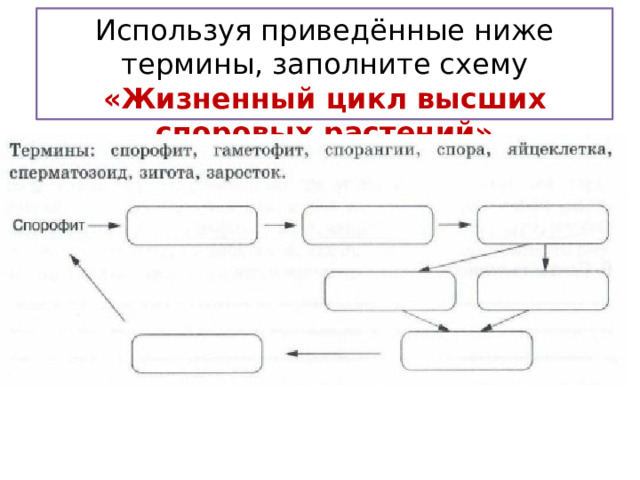Используя приведённые ниже термины, заполните схему «Жизненный цикл высших споровых растений» 