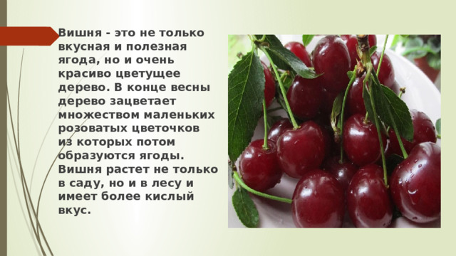 Вишня - это не только вкусная и полезная ягода, но и очень красиво цветущее дерево. В конце весны дерево зацветает множеством маленьких розоватых цветочков из которых потом образуются ягоды. Вишня растет не только в саду, но и в лесу и имеет более кислый вкус. 