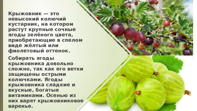 Крыжовник — это невысокий колючий кустарник, на котором растут крупные сочные ягоды зелёного цвета, приобретающие в спелом виде жёлтый или фиолетовый оттенок. Собирать ягоды крыжовника довольно сложно, так как его ветки защищены острыми колючками. Ягоды крыжовника сладкие и вкусные, богатые витаминами. Осенью из них варят крыжовниковое варенье. 