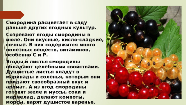 Смородина расцветает в саду раньше других ягодных культур.  Созревают ягоды смородины в июле. Они вкусные, кисло-сладкие, сочные. В них содержится много полезных веществ, витаминов, особенно С и Р.  Ягоды и листья смородины обладают целебными свойствами. Душистые листья кладут в маринады и соленья, которым они придают своеобразный вкус и аромат. А из ягод смородины готовят желе и муссы, соки и мармелад, делают компоты, морсы, варят душистое варенье.  