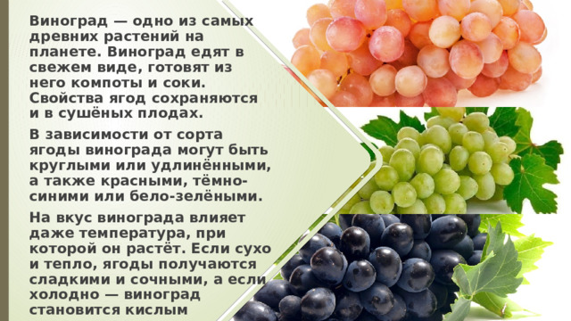 Виноград — одно из самых древних растений на планете. Виноград едят в свежем виде, готовят из него компоты и соки. Свойства ягод сохраняются и в сушёных плодах.  В зависимости от сорта ягоды винограда могут быть круглыми или удлинёнными, а также красными, тёмно-синими или бело-зелёными.  На вкус винограда влияет даже температура, при которой он растёт. Если сухо и тепло, ягоды получаются сладкими и сочными, а если холодно — виноград становится кислым 