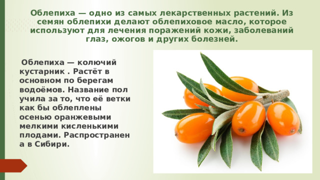 Облепиха — одно из самых лекарственных растений. Из семян облепихи делают облепиховое масло, которое используют для лечения поражений кожи, заболеваний глаз, ожогов и других болезней.  Облепиха — колючий кустарник . Растёт в основном по берегам водоёмов. Название получила за то, что её ветки как бы облеплены осенью оранжевыми мелкими кисленькими плодами. Распространена в Сибири. 