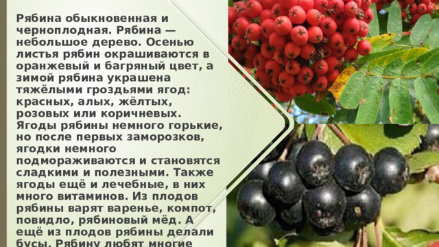 Рябина обыкновенная и черноплодная. Рябина — небольшое дерево. Осенью листья рябин окрашиваются в оранжевый и багряный цвет, а зимой рябина украшена тяжёлыми гроздьями ягод: красных, алых, жёлтых, розовых или коричневых. Ягоды рябины немного горькие, но после первых заморозков, ягодки немного подмораживаются и становятся сладкими и полезными. Также ягоды ещё и лечебные, в них много витаминов. Из плодов рябины варят варенье, компот, повидло, рябиновый мёд. А ещё из плодов рябины делали бусы. Рябину любят многие птицы и звери. 