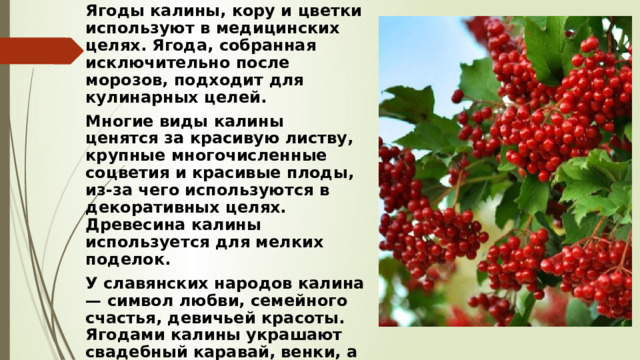 Ягоды калины, кору и цветки используют в медицинских целях. Ягода, собранная исключительно после морозов, подходит для кулинарных целей.  Многие виды калины ценятся за красивую листву, крупные многочисленные соцветия и красивые плоды, из-за чего используются в декоративных целях. Древесина калины используется для мелких поделок.  У славянских народов калина — символ любви, семейного счастья, девичьей красоты. Ягодами калины украшают свадебный каравай, венки, а изображение калины вышивают на украинских свадебных рушниках.   