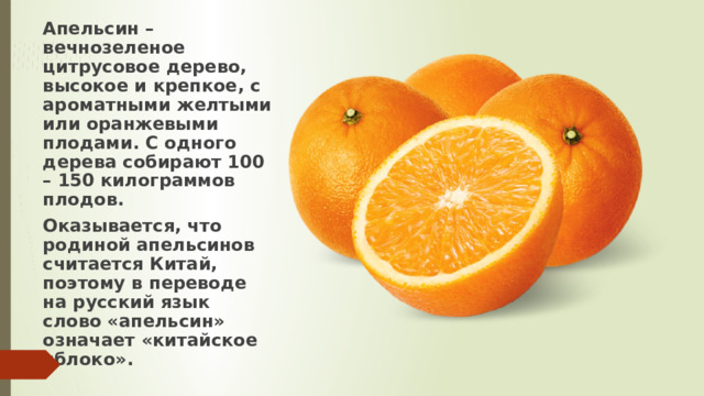 Апельсин – вечнозеленое цитрусовое дерево, высокое и крепкое, с ароматными желтыми или оранжевыми плодами. С одного дерева собирают 100 – 150 килограммов плодов. Оказывается, что родиной апельсинов считается Китай, поэтому в переводе на русский язык слово «апельсин» означает «китайское яблоко». 