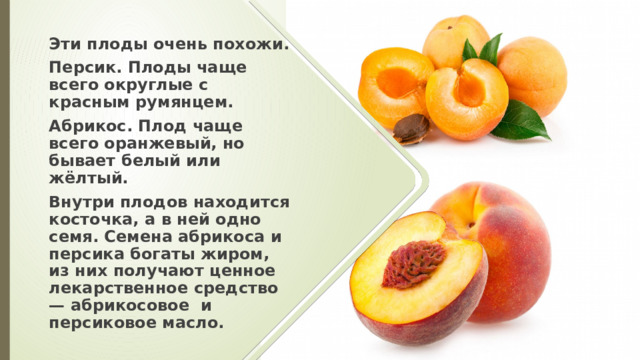 Эти плоды очень похожи. Персик. Плоды чаще всего округлые с красным румянцем.   Абрикос. Плод чаще всего оранжевый, но бывает белый или жёлтый. Внутри плодов находится косточка, а в ней одно семя. Семена абрикоса и персика богаты жиром, из них получают ценное лекарственное средство — абрикосовое и персиковое масло.  