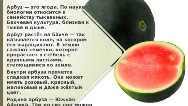Арбуз — это ягода. По науке биологии относится к семейству тыквенных. Бахчевая культура, близкая к тыкве и дыне. Арбуз растёт на бахче — так называется поле, на котором его выращивают. В землю сажают семечко, которое прорастает в стебель с крупными листьями, стелющимися по земле. Внутри арбуза прячется сладкая мякоть. Она может иметь розовый, красный, малиновый и даже жёлтый цвет. Родина арбуза — Южная Африка. Там до сих пор можно встретить его в диком виде. 