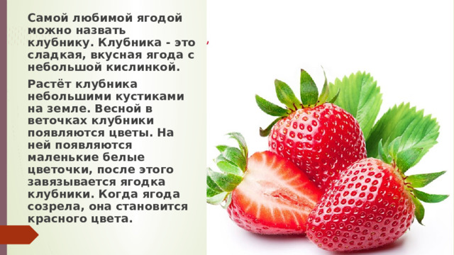 Самой любимой ягодой можно назвать клубнику. Клубника - это сладкая, вкусная ягода с небольшой кислинкой. Растёт клубника небольшими кустиками на земле. Весной в веточках клубники появляются цветы. На ней появляются маленькие белые цветочки, после этого завязывается ягодка клубники. Когда ягода созрела, она становится красного цвета. 