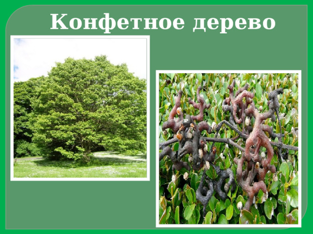 Конфетное дерево 