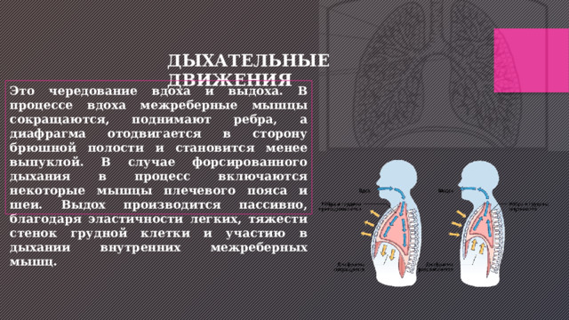 ДЫХАТЕЛЬНЫЕ ДВИЖЕНИЯ Это чередование вдоха и выдоха. В процессе вдоха межреберные мышцы сокращаются, поднимают ребра, а диафрагма отодвигается в сторону брюшной полости и становится менее выпуклой. В случае форсированного дыхания в процесс включаются некоторые мышцы плечевого пояса и шеи. Выдох производится пассивно, благодаря эластичности легких, тяжести стенок грудной клетки и участию в дыхании внутренних межреберных мышц. 