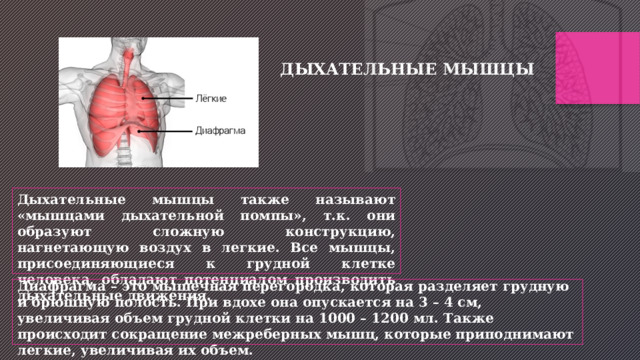 ДЫХАТЕЛЬНЫЕ МЫШЦЫ Дыхательные мышцы также называют «мышцами дыхательной помпы», т.к. они образуют сложную конструкцию, нагнетающую воздух в легкие. Все мышцы, присоединяющиеся к грудной клетке человека, обладают потенциалом производить дыхательные движения. Диафрагма – это мышечная перегородка, которая разделяет грудную и брюшную полость. При вдохе она опускается на 3 – 4 см, увеличивая объем грудной клетки на 1000 – 1200 мл. Также происходит сокращение межреберных мышц, которые приподнимают легкие, увеличивая их объем. 