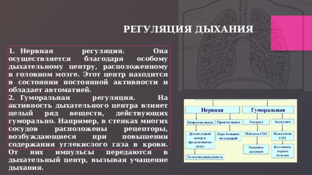 РЕГУЛЯЦИЯ ДЫХАНИЯ 1.  Нервная регуляция. Она осуществляется благодаря особому дыхательному центру, расположенному в головном мозге. Этот центр находится в состоянии постоянной активности и обладает автоматией. 2.  Гуморальная регуляция. На активность дыхательного центра влияет целый ряд веществ, действующих гуморально. Например, в стенках многих сосудов расположены рецепторы, возбуждающиеся при повышении содержания углекислого газа в крови. От них импульсы передаются в дыхательный центр, вызывая учащение дыхания. 