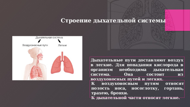 Строение дыхательной системы Дыхательные пути доставляют воздух в легкие. Для попадания кислорода в организм необходима дыхательная система. Она состоит из воздухоносных путей и легких. К воздухоносным путям относят полость носа, носоглотку, гортань, трахею, бронхи. К дыхательной части относят легкие. 