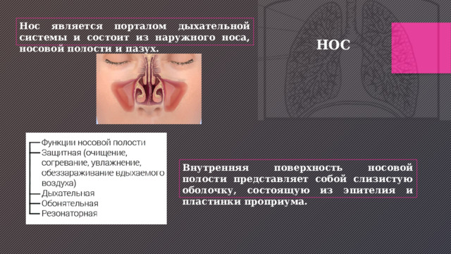 Нос является порталом дыхательной системы и состоит из наружного носа, носовой полости и пазух. НОС Внутренняя поверхность носовой полости представляет собой слизистую оболочку, состоящую из эпителия и пластинки проприума. 