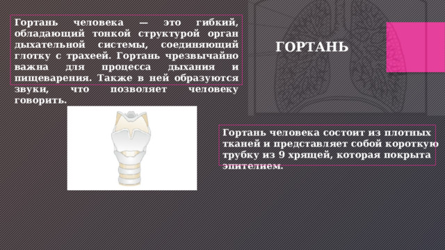 Гортань человека — это гибкий, обладающий тонкой структурой орган дыхательной системы, соединяющий глотку с трахеей. Гортань чрезвычайно важна для процесса дыхания и пищеварения. Также в ней образуются звуки, что позволяет человеку говорить. ГОРТАНЬ Гортань человека состоит из плотных тканей и представляет собой короткую трубку из 9 хрящей, которая покрыта эпителием. 