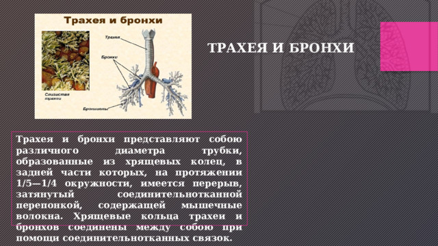 ТРАХЕЯ И БРОНХИ Трахея и бронхи представляют собою различного диаметра трубки, образованные из хрящевых колец, в задней части которых, на протяжении 1/5—1/4 окружности, имеется перерыв, затянутый соединительнотканной перепонкой, содержащей мышечные волокна. Хрящевые кольца трахеи и бронхов соединены между собою при помощи соединительнотканных связок. 