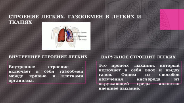 СТРОЕНИЕ ЛЕГКИХ. ГАЗООБМЕН В ЛЕГКИХ И ТКАНЯХ ВНУТРЕННЕЕ СТРОЕНИЕ ЛЕГКИХ НАРУЖНОЕ СТРОЕНИЕ ЛЕГКИХ Это процесс дыхания, который включает в себя вдох и выдох газов. Одним из способов получения кислорода из окружающей среды является внешнее дыхание. Внутреннее строение - включает в себя газообмен между кровью и клетками организма. 