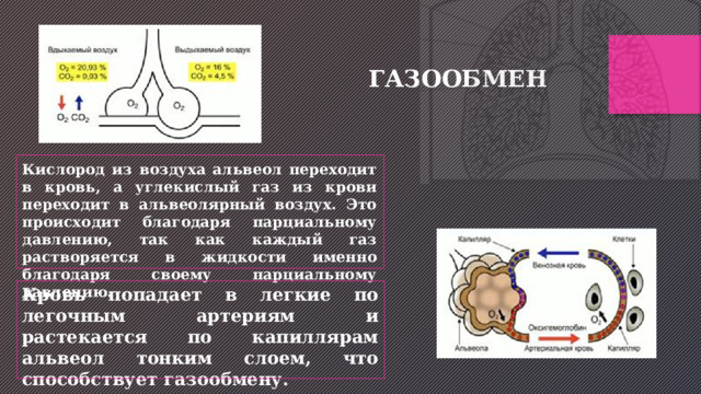 ГАЗООБМЕН  Кислород из воздуха альвеол переходит в кровь, а углекислый газ из крови переходит в альвеолярный воздух. Это происходит благодаря парциальному давлению, так как каждый газ растворяется в жидкости именно благодаря своему парциальному давлению. Кровь попадает в легкие по легочным артериям и растекается по капиллярам альвеол тонким слоем, что способствует газообмену. 