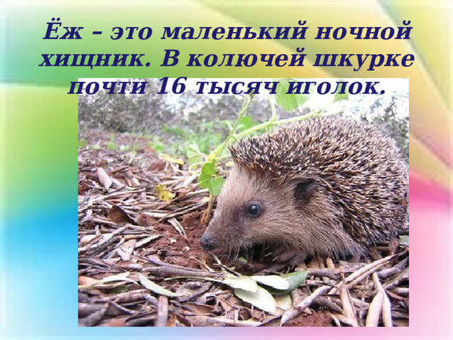 Ёж – это маленький ночной хищник. В колючей шкурке почти 16 тысяч иголок. 
