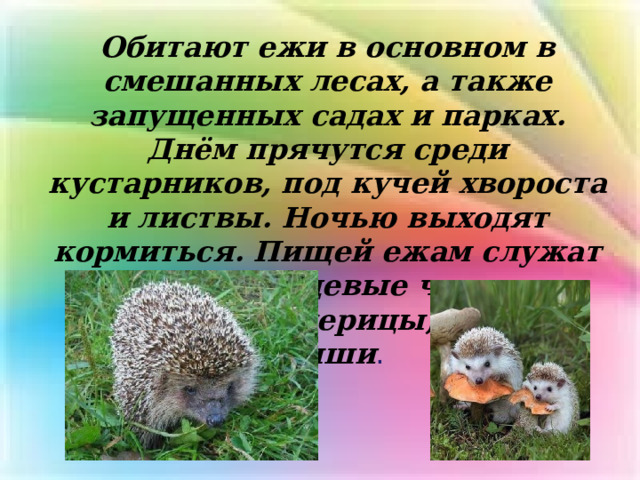 Обитают ежи в основном в смешанных лесах, а также запущенных садах и парках. Днём прячутся среди кустарников, под кучей хвороста и листвы. Ночью выходят кормиться. Пищей ежам служат жуки, дождевые черви, лягушки, ящерицы, змеи и мыши . 