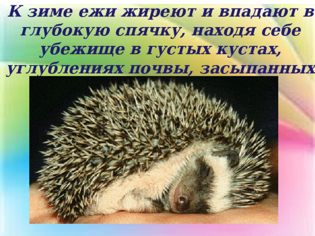 К зиме ежи жиреют и впадают в глубокую спячку, находя себе убежище в густых кустах, углублениях почвы, засыпанных опавшей листвой. 