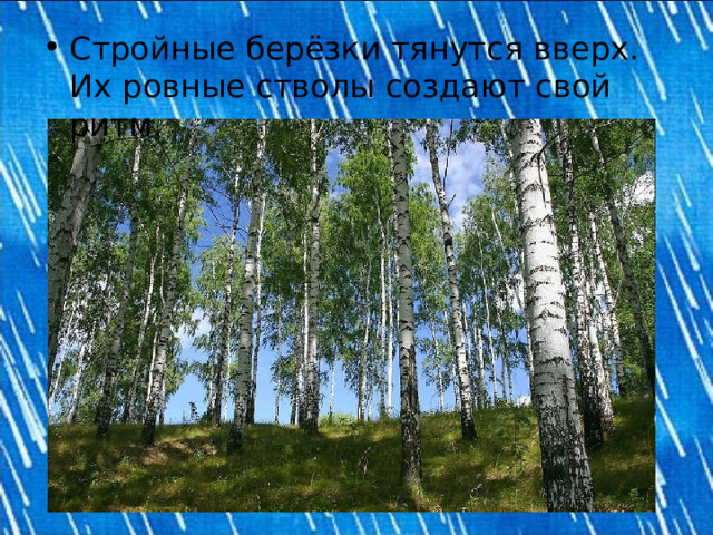 Стройные берёзки тянутся вверх. Их ровные стволы создают свой ритм. 
