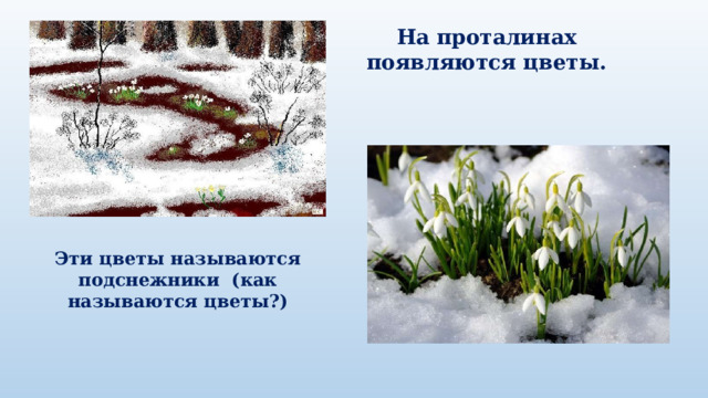 На проталинах появляются цветы. Эти цветы называются подснежники (как называются цветы?) 