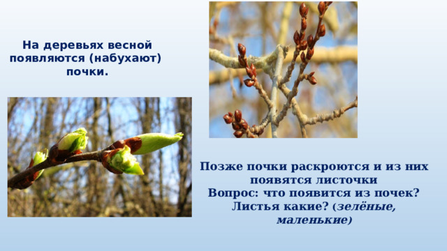 На деревьях весной появляются (набухают) почки. Позже почки раскроются и из них появятся листочки Вопрос: что появится из почек? Листья какие?  ( зелёные, маленькие ) 