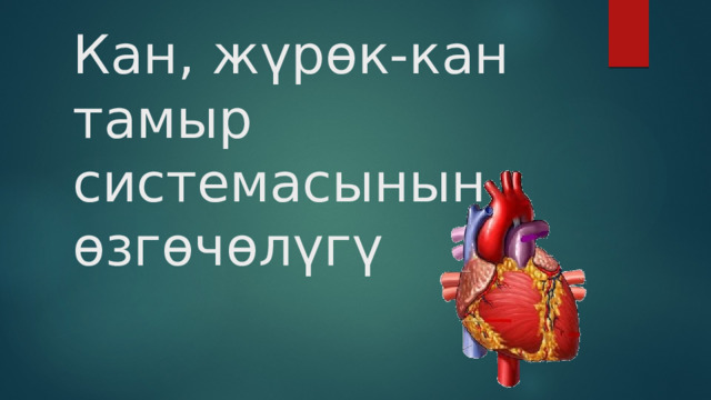 Кан, жүрөк-кан тамыр системасынын өзгөчөлүгү 