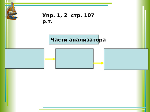 Упр. 1, 2 стр. 107 р.т. Части анализатора    