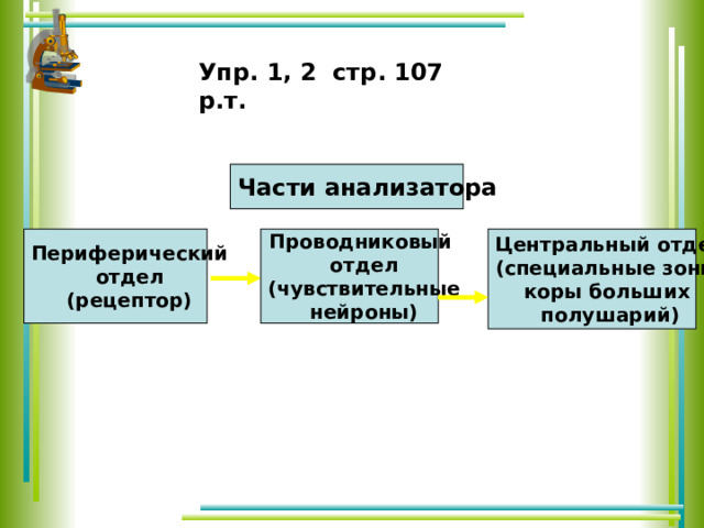 Упр. 1, 2 стр. 107 р.т. Части анализатора Периферический Проводниковый Центральный отдел отдел отдел (специальные зоны (рецептор) (чувствительные коры больших нейроны) полушарий) 